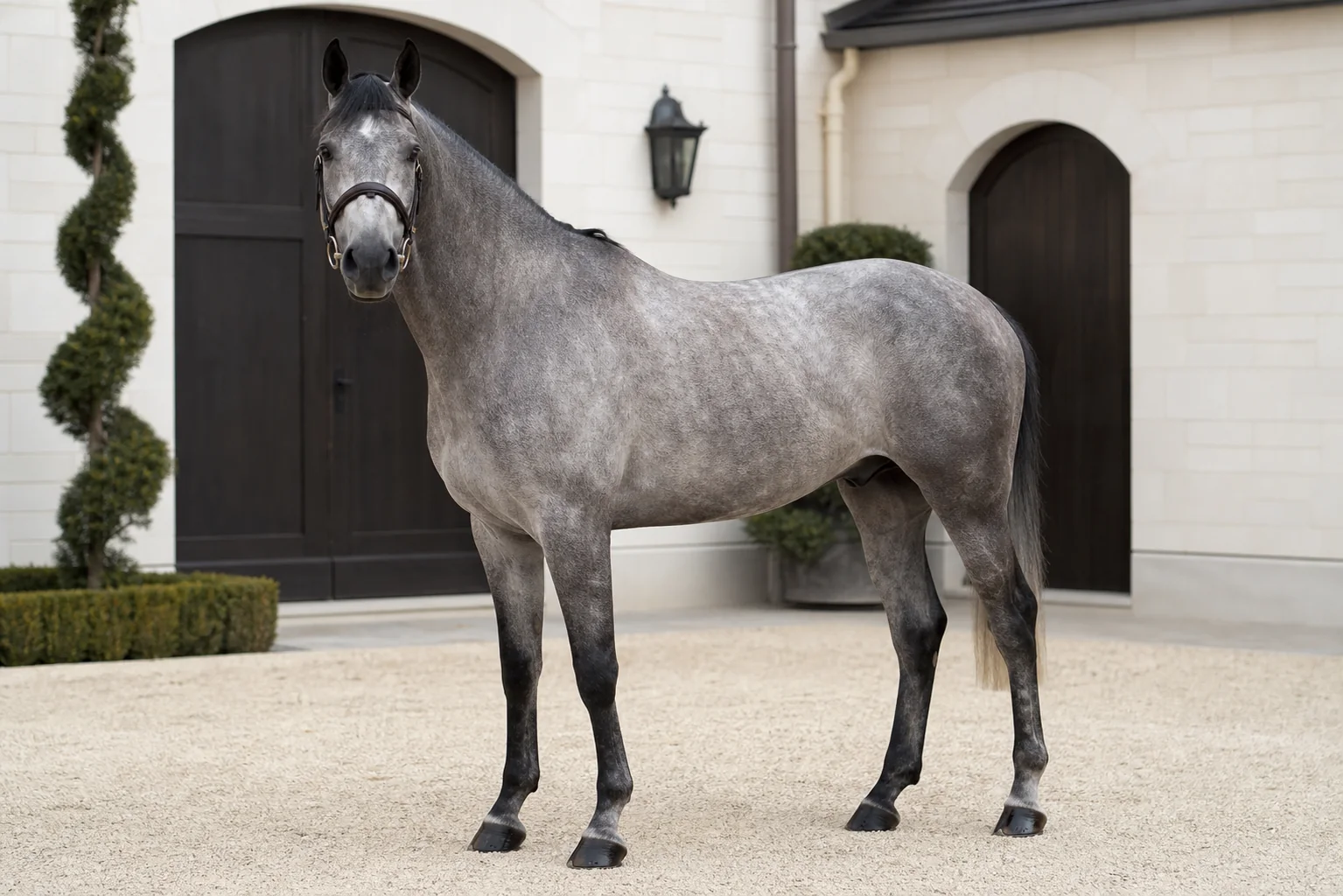 Aurelius Z in a private stable courtyard
